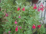 aa 040.jpg